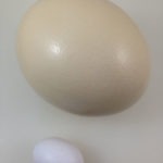 Ostrich egg vs. regular chicken egg