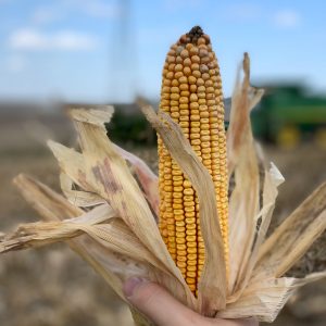 An ear of Iowa corn